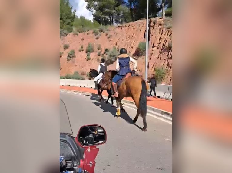 PRE Mare 6 years 15,2 hh Brown in Valencia