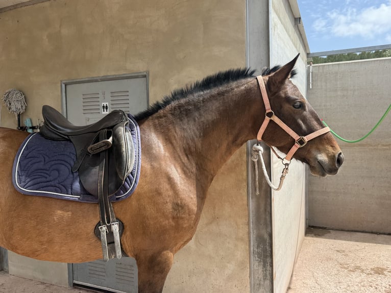 PRE Mare 6 years 15,2 hh Brown in Valencia