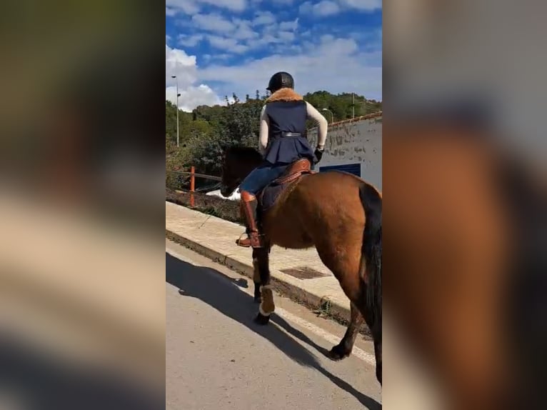 PRE Mare 6 years 15,2 hh Brown in Valencia