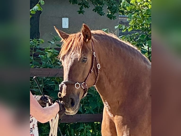 PRE Mix Mare 6 years 15,2 hh Chestnut-Red in Sperenberg