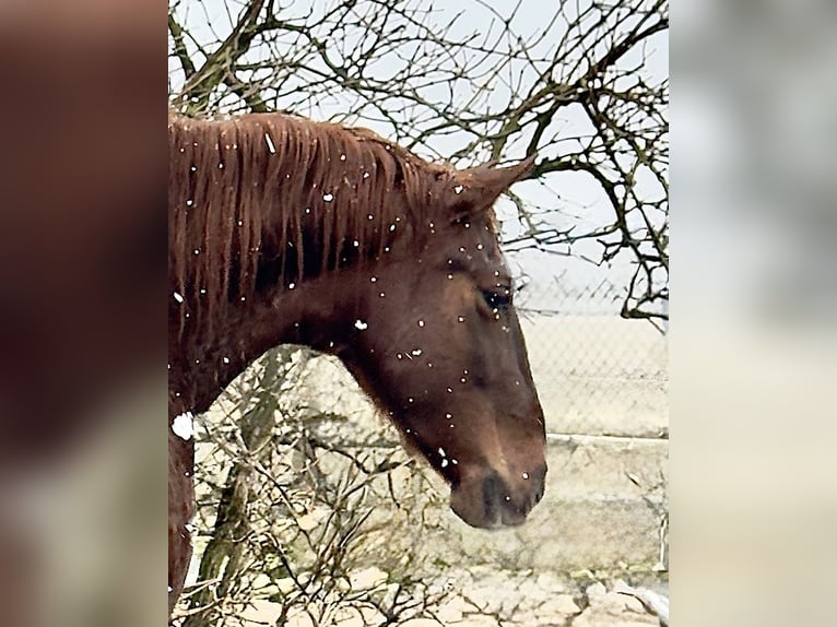 PRE Mare 6 years 15,2 hh Chestnut-Red in StahnsdorfStahnsdorf