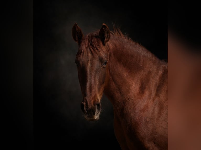 PRE Mare 6 years 15,2 hh Chestnut-Red in StahnsdorfStahnsdorf