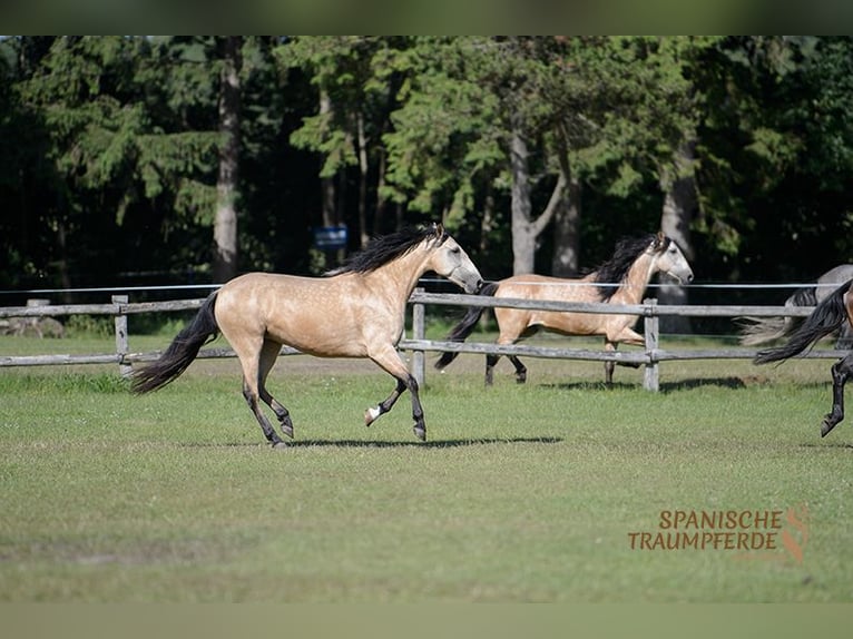 PRE Mare 6 years 15,2 hh Dun in Traventhal