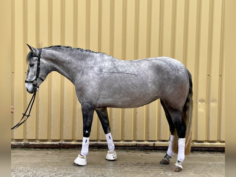 PRE Mix Mare 6 years 15,2 hh Grey-Dark-Tan in Würzburg
