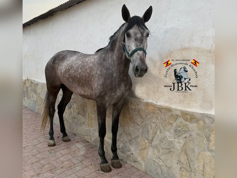 PRE Mix Mare 6 years 15,2 hh Grey in Tabernas Almeria