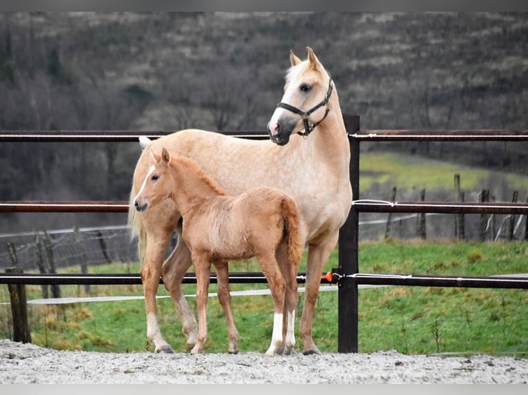 PRE Mare 6 years 15,2 hh Palomino in Heinkenszand