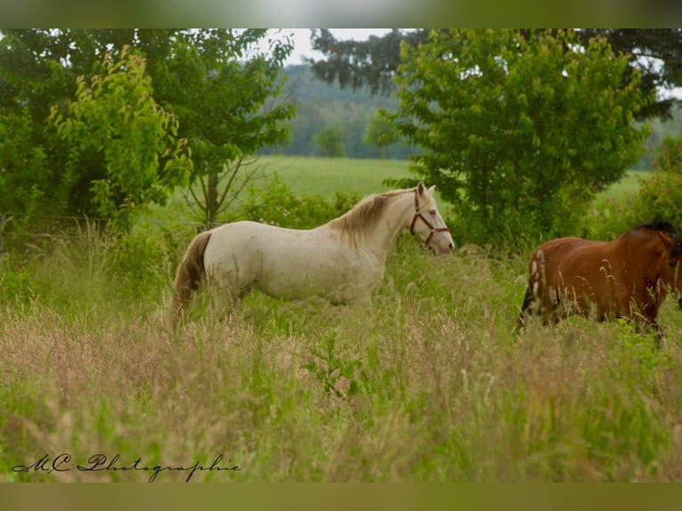 PRE Mare 6 years 15,2 hh Pearl in Polenz