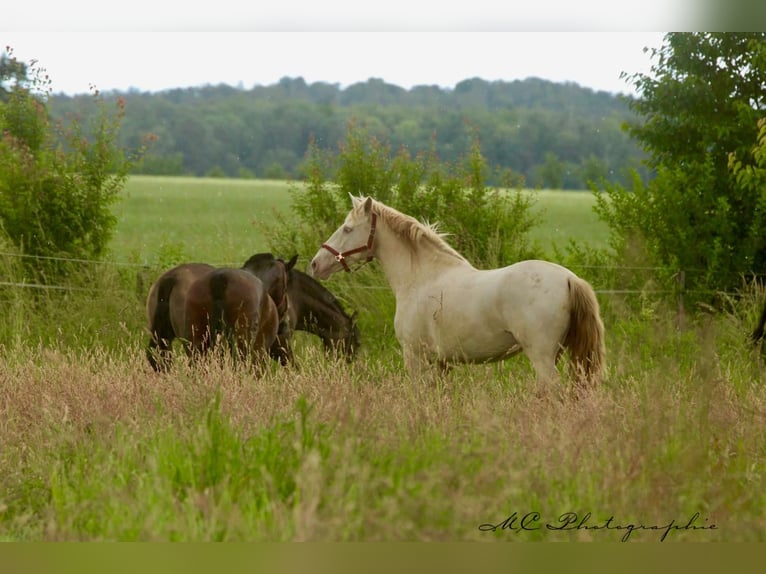 PRE Mare 6 years 15,2 hh Pearl in Polenz