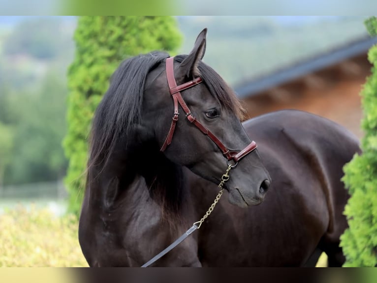 PRE Mare 6 years 15,3 hh Black in Freidorf