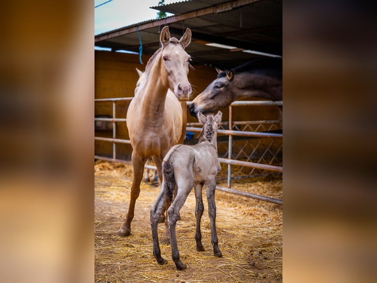 PRE Mix Mare 6 years 15,3 hh Champagne in Valencia