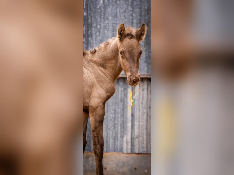 PRE Mix Mare 6 years 15,3 hh Champagne in Valencia