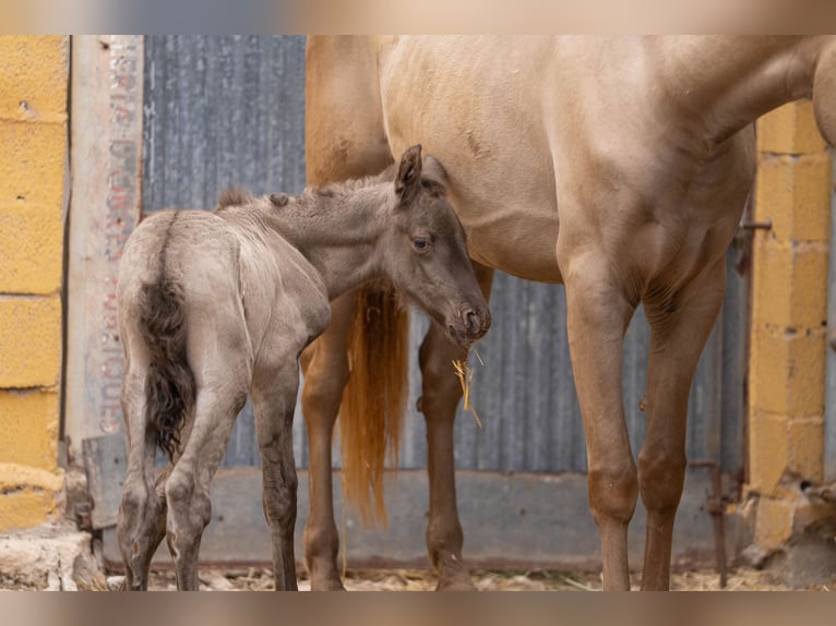 PRE Mix Mare 6 years 15,3 hh Champagne in Valencia