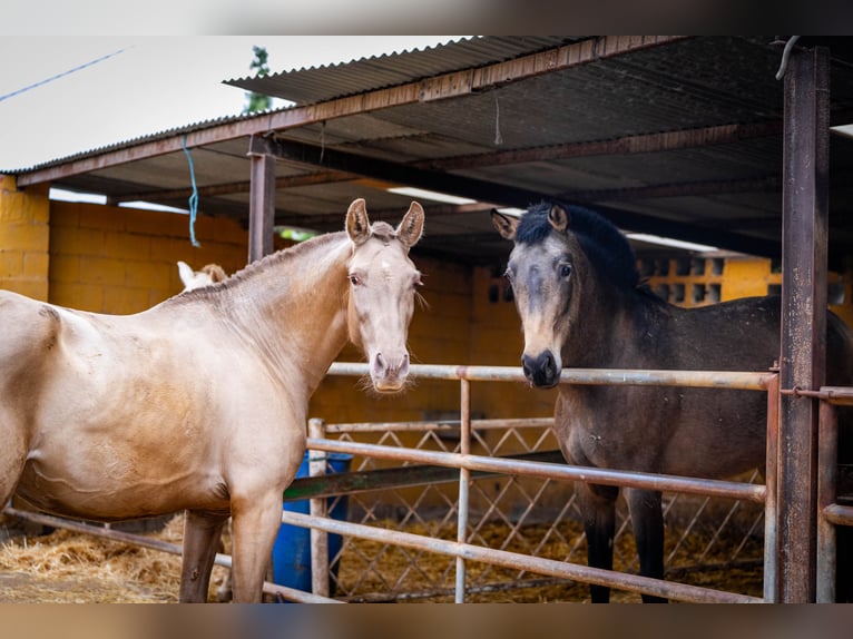 PRE Mix Mare 6 years 15,3 hh Champagne in Valencia