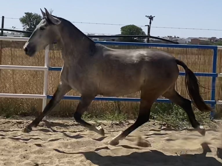 PRE Mare 6 years 15,3 hh Grey in Fuentes De Andalucia