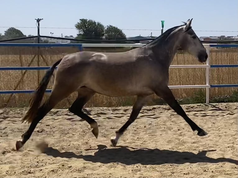PRE Mare 6 years 15,3 hh Grey in Fuentes De Andalucia