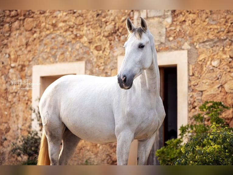 PRE Mix Mare 6 years 15,3 hh Grey in Felanitx