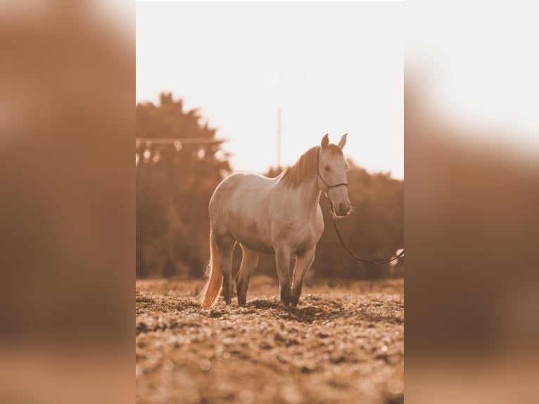 PRE Mix Mare 6 years 15,3 hh Grey in Felanitx