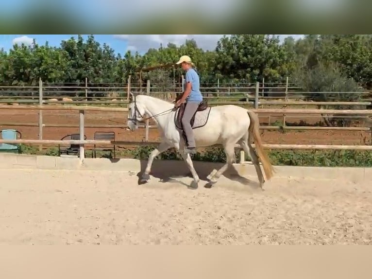 PRE Mix Mare 6 years 15,3 hh Grey in Felanitx