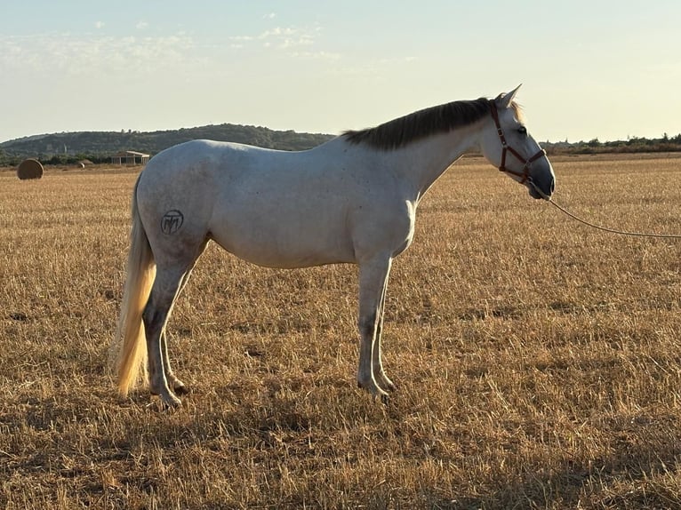 PRE Mix Mare 6 years 15,3 hh Grey in Felanitx