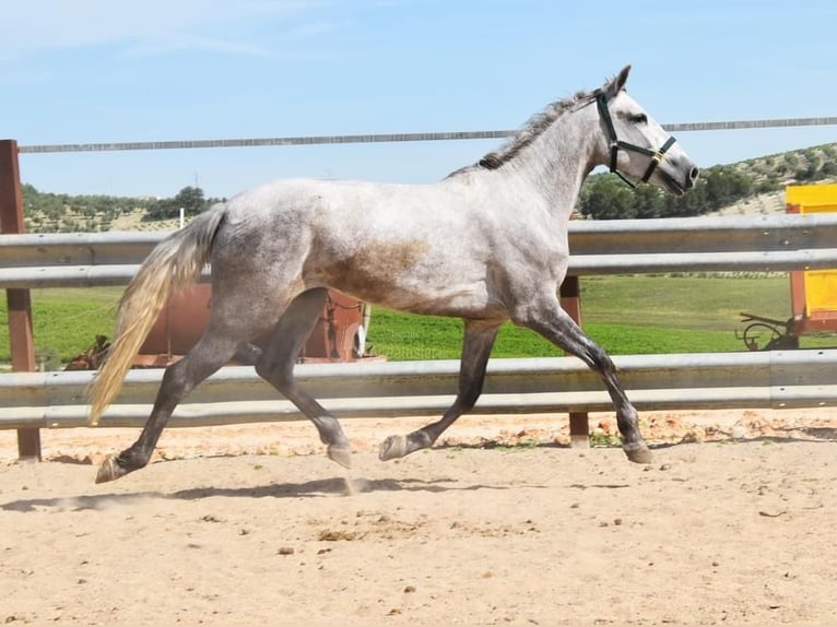 PRE Mare 6 years 15,3 hh Grey in Provinz Cordoba