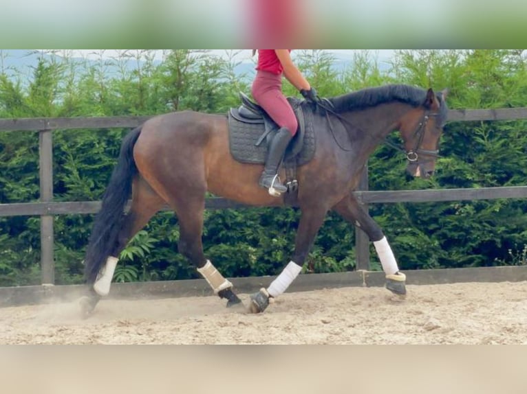 PRE Mix Mare 6 years 16,1 hh Bay in NAVAS DEL MADRONO