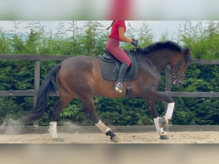 PRE Mix Mare 6 years 16,1 hh Bay in NAVAS DEL MADRONO