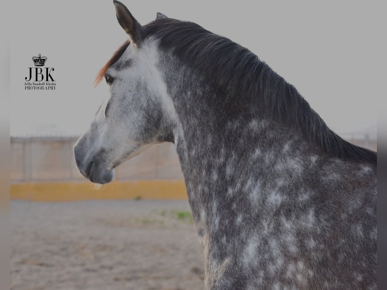 PRE Mix Mare 6 years 16,1 hh Gray-Dapple in Tabernas Almeria