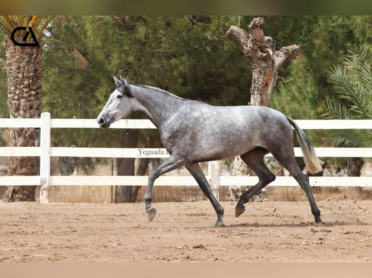 PRE Mare 6 years 16.1 hh Grey-Dapple in Puerto Lumbreras