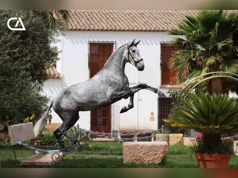 PRE Mare 6 years 16.1 hh Grey-Dapple in Puerto Lumbreras