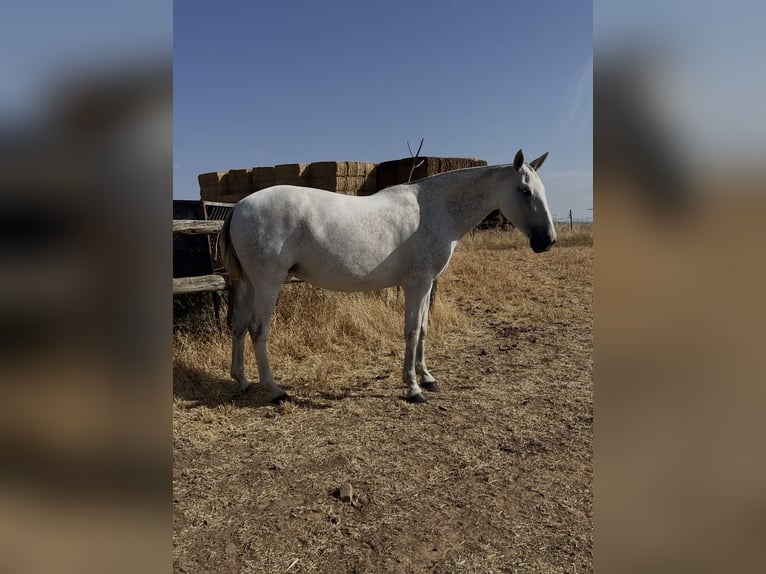 PRE Mare 6 years 16.1 hh Grey-Fleabitten in El Robledo. Ciudad Real