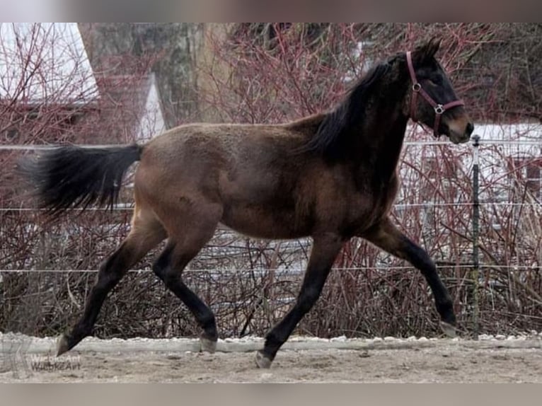 PRE Mix Mare 6 years 16,2 hh Bay in Markdorf