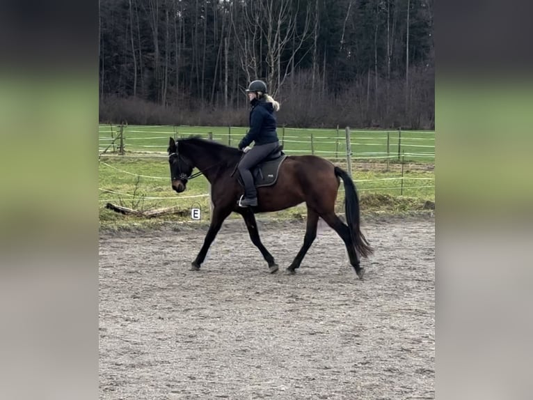 PRE Mix Mare 6 years 16,2 hh Bay in Markdorf
