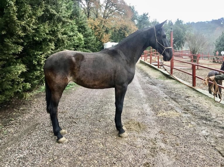 PRE Mare 6 years 16,2 hh Black in Galaroza (Hueva)