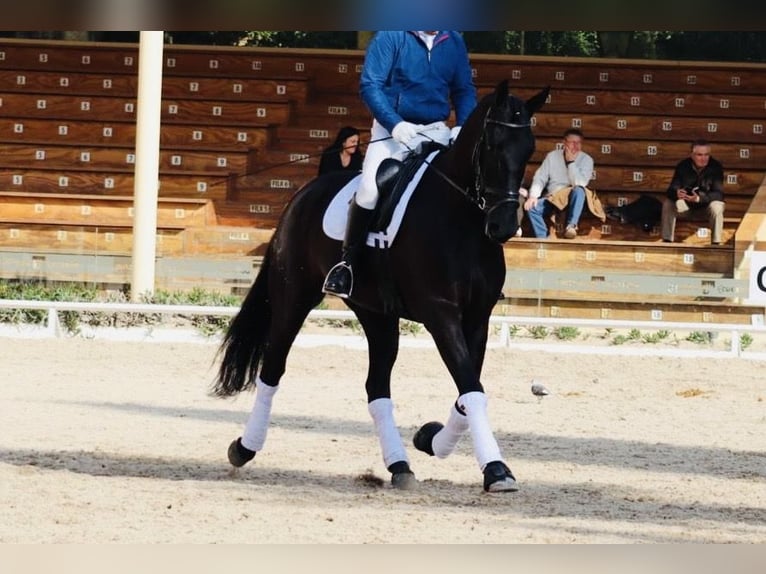 PRE Mix Mare 6 years 16,2 hh Black in Madrid