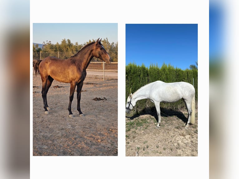 PRE Mix Mare 6 years 16,2 hh Gray in Cañada