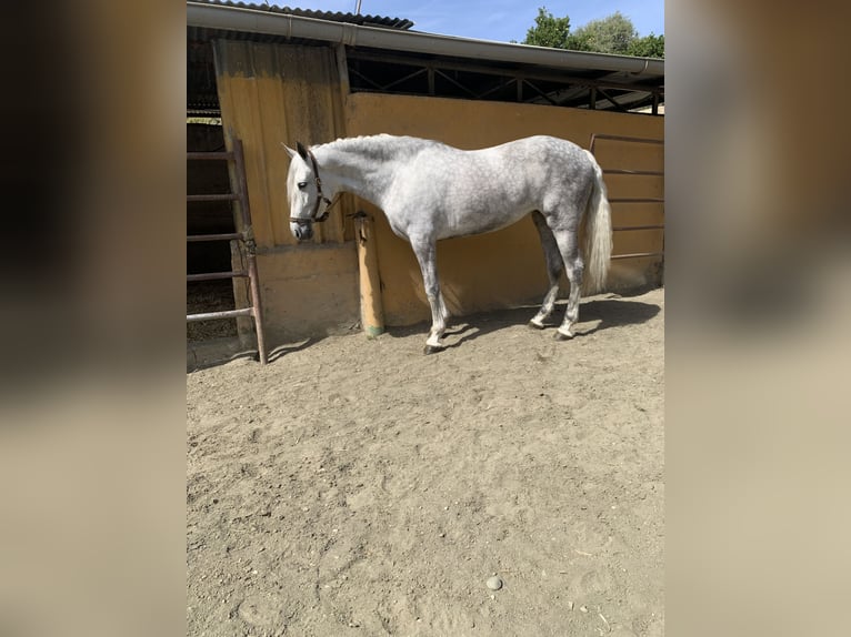 PRE Mare 6 years 16,2 hh Gray in La Viñuela