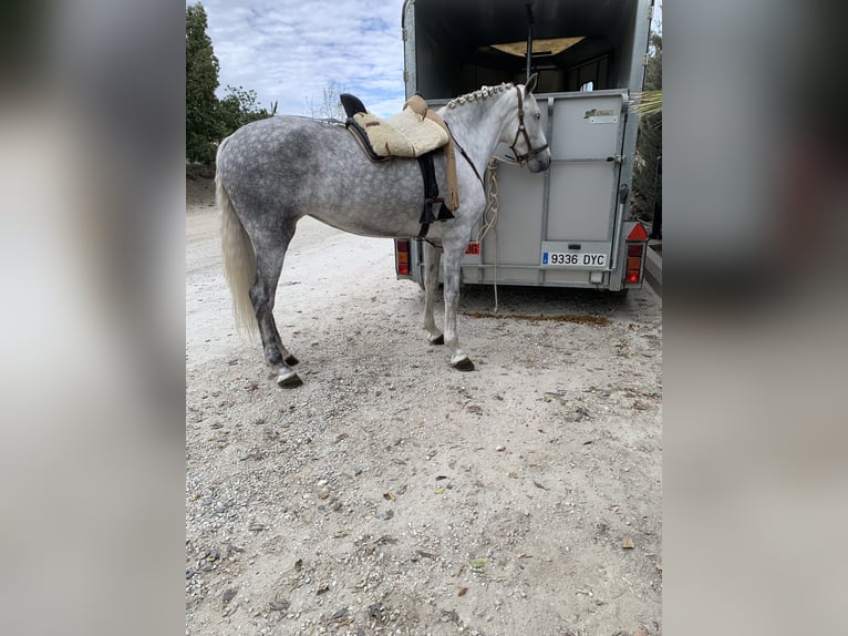 PRE Mare 6 years 16,2 hh Gray in La Viñuela