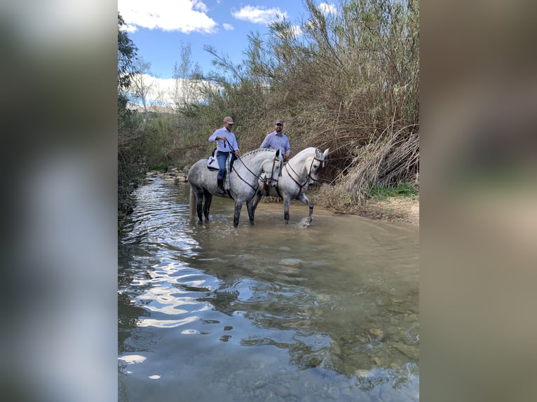 PRE Mare 6 years 16,2 hh Gray in La Viñuela