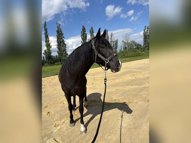 PRE Mare 6 years 16 hh Black in Petit saint Didier