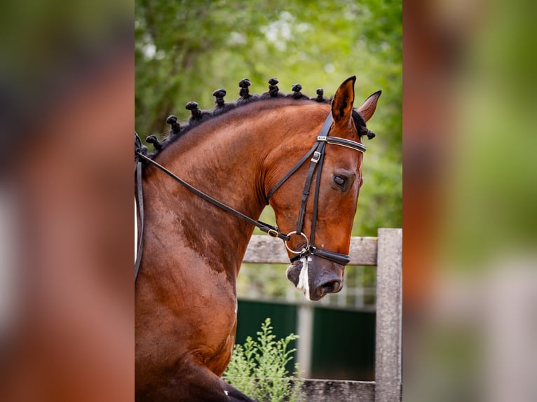 PRE Mix Mare 6 years 16 hh Brown in Madrid