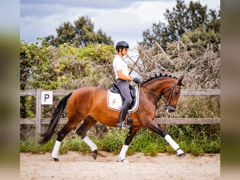 PRE Mix Mare 6 years 16 hh Brown in Madrid