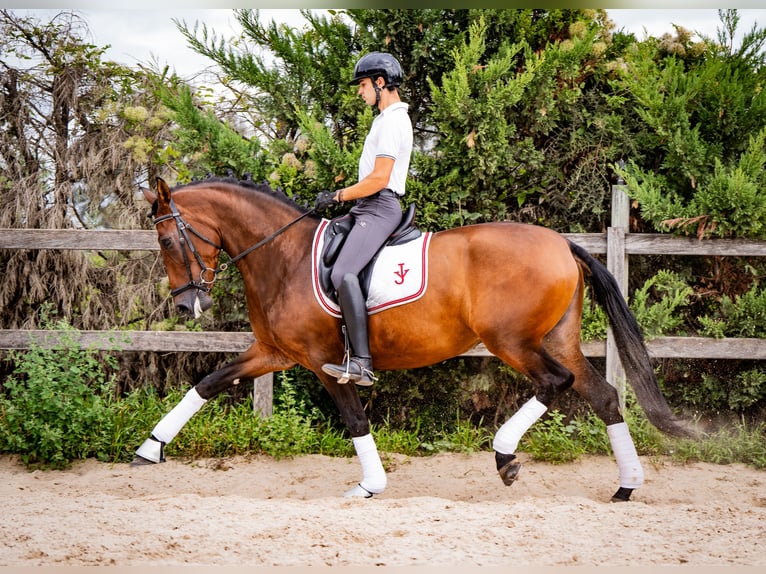 PRE Mix Mare 6 years 16 hh Brown in Madrid