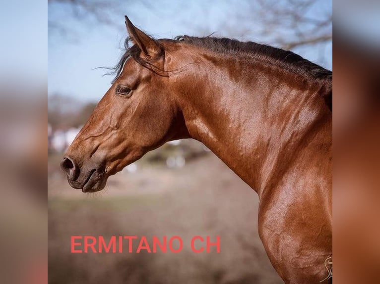 PRE Mare 6 years 16 hh Brown in Hamburg