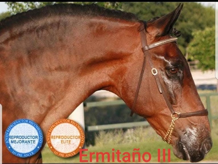 PRE Mare 6 years 16 hh Brown in Hamburg
