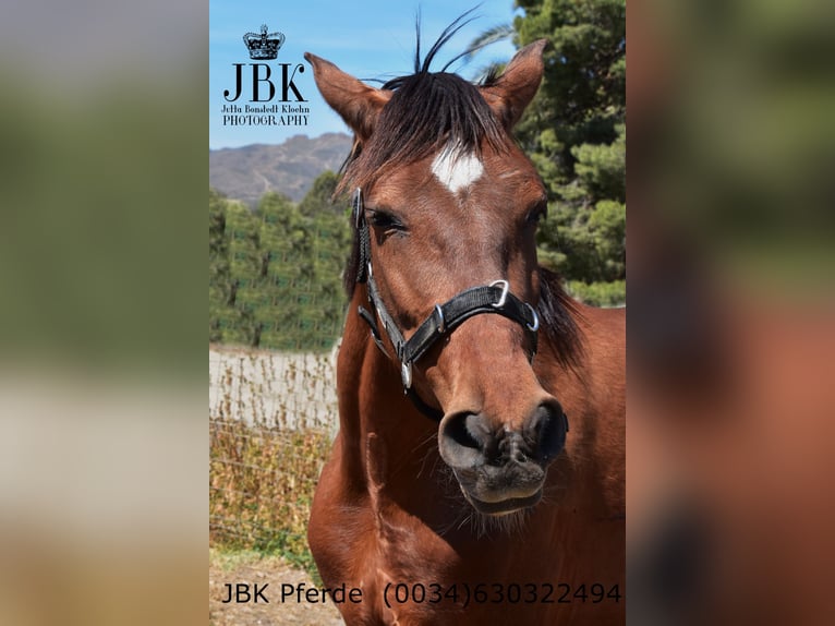 PRE Mix Mare 6 years 16 hh Brown in Tabernas Almeria