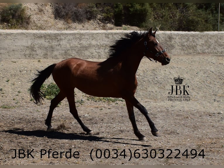 PRE Mix Mare 6 years 16 hh Brown in Tabernas Almeria