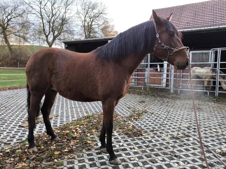 PRE Mix Mare 6 years 16 hh Brown in Brilon