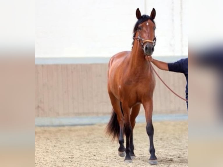 PRE Mix Mare 6 years 16 hh Brown in Brilon