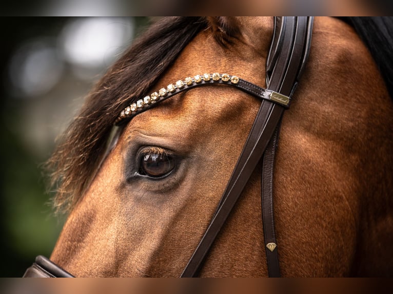 PRE Mix Mare 6 years 16 hh Brown in Windhagen