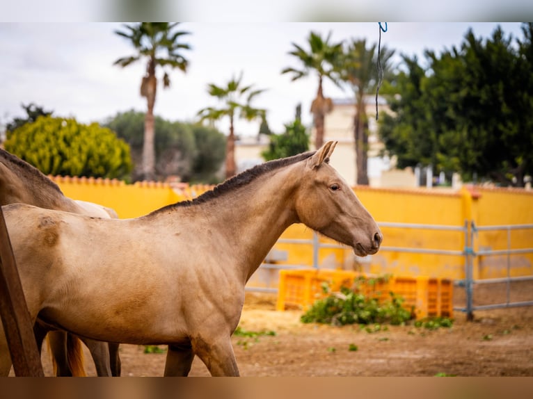 PRE Mix Mare 6 years 16 hh Champagne in Valencia